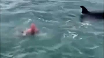 Homem saltou sobre orcas na Nova Zelândia - Divulgação/Departamento de Conservação da Nova Zelândia