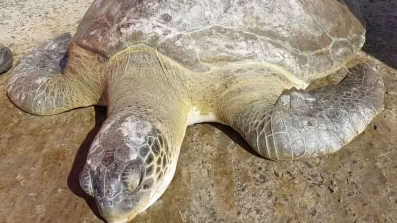 Tartaruga-verde encontrada em SC - Divulgação/PMP-BS