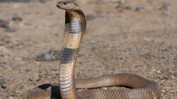 Exemplo de uma cobra Naja - Reprodução/Wikimidea