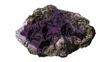 Pigmento de cor púrpura tíria descoberto na Inglaterra - Divulgação/Wardell Armstrong
