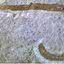 Fóssil do verme pré-histórico encontrado em Herefordshire, na Inglaterra