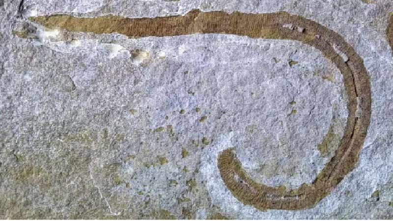 A carnivorous worm that lived 425 million years ago has been identified in the UK