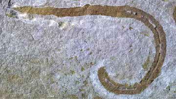 Fóssil do verme pré-histórico encontrado em Herefordshire, na Inglaterra - Divulgação/National History Museum