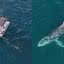 Imagens do barco e da baleia