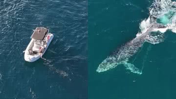 Imagens do barco e da baleia - Reprodução/Prefeitura de Arraial do Cabo