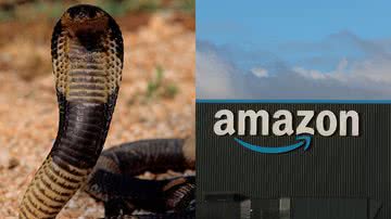 Cobra foi encontrada em pacote da Amazon na Índia - Getty Images