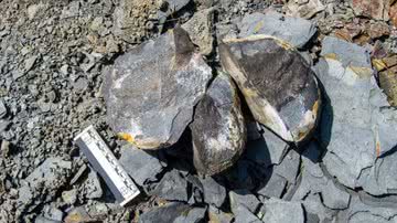 Fósseis de peixes datados do Paleozoico - Divulgação/Rodrigo Tinoco Figueroa