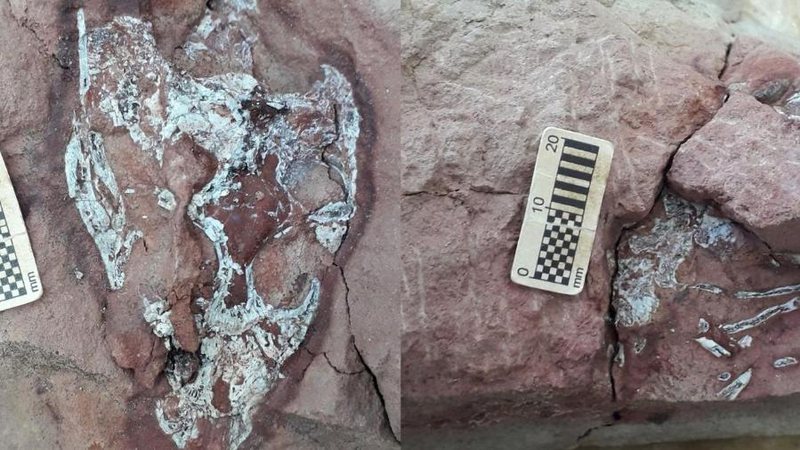 Fóssil do crocodilo - Divulgação/@navassauro/Instagram