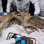 Antigo lobo mumificado descoberto na Sibéria