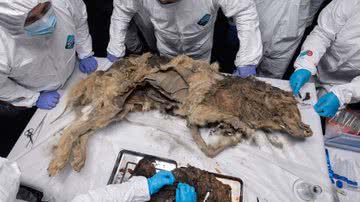 Antigo lobo mumificado descoberto na Sibéria - Divulgação/Universidade Federal do Nordeste