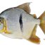 Imagem da espécie do peixe Myloplus sauron