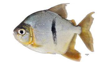 Imagem da espécie do peixe Myloplus sauron - Reprodução/Drexel University