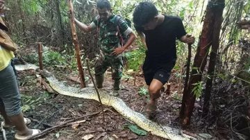 Mulher desaparecida é encontrada dentro de cobra píton de nove metros na Indonésia - Reprodução