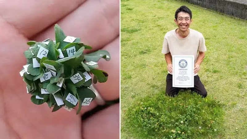 Yoshiharu Watanabe cultivou trevo de 63 folhas - Divulgação/Guinness World Records