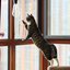 Imagem ilustrativa de um gato arranhando a janela