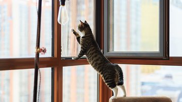 Imagem ilustrativa de um gato arranhando a janela - Getty Images