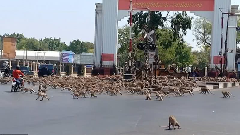 Centenas de macacos brigam nas ruas da Tailândia - Divulgação