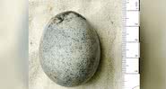 Um dos ovos encontrados de 1.700 anos - Oxford Archeology
