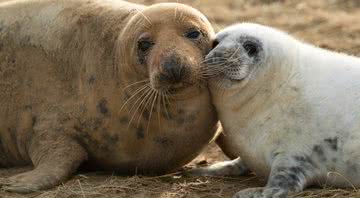 Imagem meramente ilustrativa de focas - Getty Images