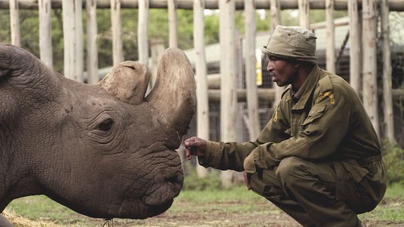 Sudan, o último rinoceronte-branco-do-norte macho da Terra - Divulgação/ Ol Pejeta
