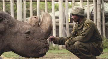 Sudan, o último rinoceronte-branco-do-norte macho da Terra - Divulgação/ Ol Pejeta