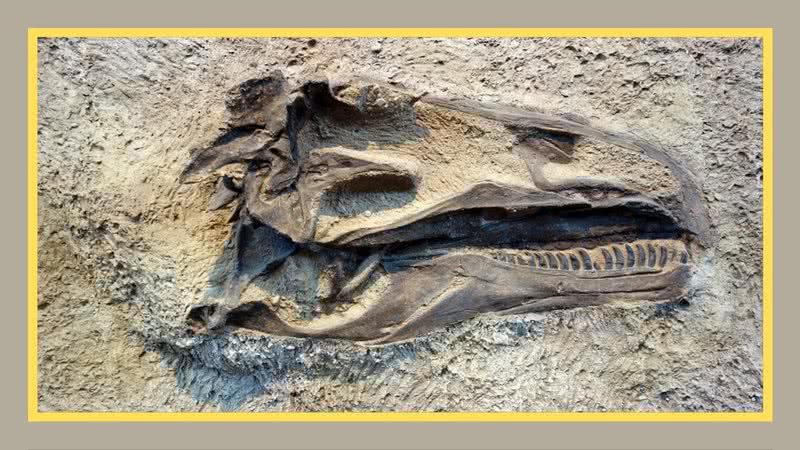 07 de março é o dia oficial do paleontólogo, segundo a Sociedade Brasileira de Paleontologia (SBP)