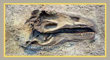 07 de março é o dia oficial do paleontólogo, segundo a Sociedade Brasileira de Paleontologia (SBP) - Créditos: Reprodução / Amazon
