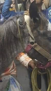 Dono de cavalo é preso após viajar com o animal em trem lotado