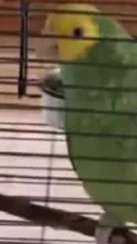 'Já vou': o papagaio que deixou religiosos esperando durante meia hora