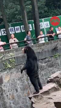 Ursos ou pessoas fantasiadas em zoo?