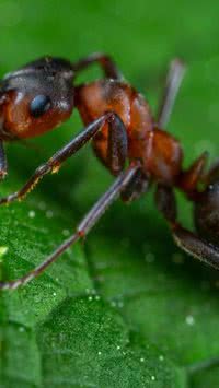 População de formigas é 2,5 milhões de vezes maior do que a de seres humanos