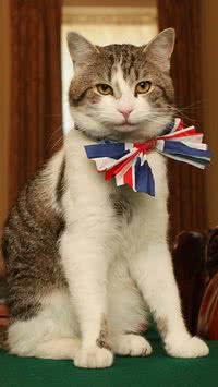 Larry, o gato que vive na sede do governo britânico