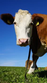Por que Nova Zelândia pensa em taxar peidos de vacas?