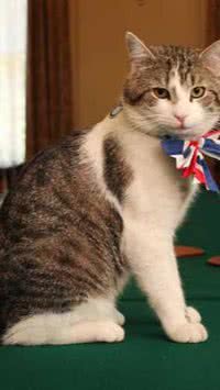 Larry, o curioso gato da sede do governo britânico