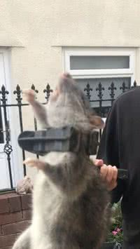 Homem encontra rato do tamanho de um cachorro em seu quintal 