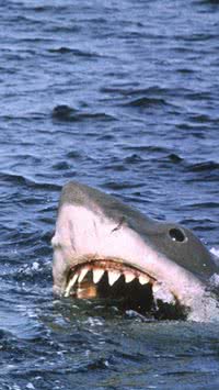 Spielberg se arrepende de ‘Tubarão’?