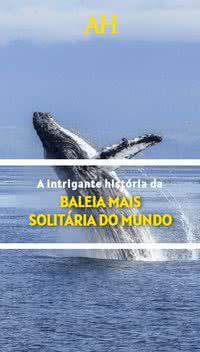 A intrigante história da baleia mais solitária do mundo