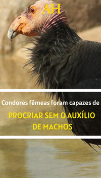 Condores fêmeas foram capazes de procriar sem o auxílio de machos