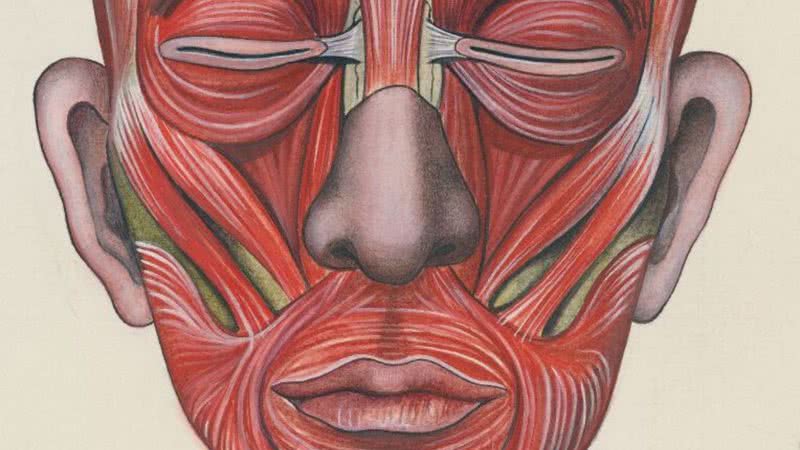Anatomia muscular da face - Getty Images
