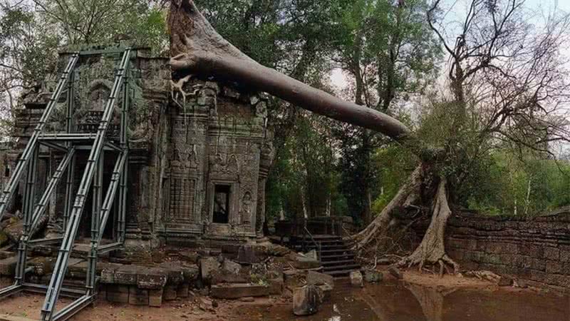 Queda de árvore em Angkor Wat - Divulgação
