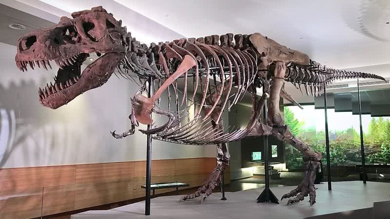 A tiranossauro rex Sue exposta no Field Museum - Wikimedia Commons