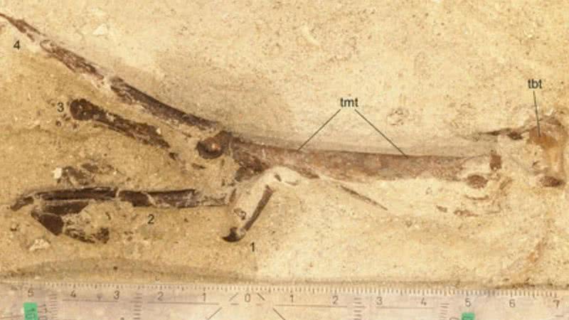 O fóssil da ave pré-histórica descoberto na Alemanha - Divulgação/Gerald Mayr et.al