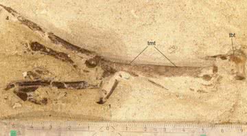 O fóssil da ave pré-histórica descoberto na Alemanha - Divulgação/Gerald Mayr et.al