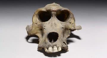Crânio de babuíno de 3.300 anos - Divulgação/Museu Britânico