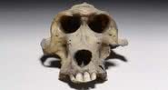 Crânio de babuíno de 3.300 anos - Divulgação - Museu Britânico