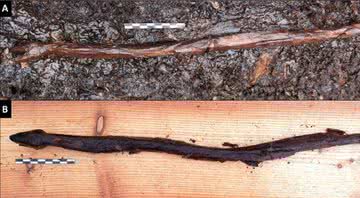 O bastão de madeira no local que foi encontrado (A) e durante o estudo (B) - Divulgação/Satu Koivisto/Antiquity