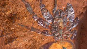 Imagem do fóssil em questão - Reprodução/Australian Museum