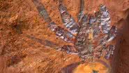 Imagem do fóssil em questão - Reprodução/Australian Museum