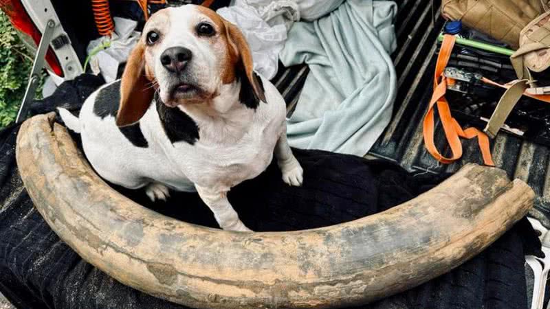 Um cachorro ao lado da presa do mamute - Reprodução/Facebook/Fossils Galore