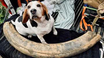 Um cachorro ao lado da presa do mamute - Reprodução/Facebook/Fossils Galore